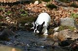 BOULEDOGUE FRANCAIS 1023